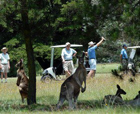 Bald Nob NSW SA Accommodation