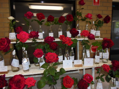 Anglican Spring Flower Show Gundagai - SA Accommodation 0