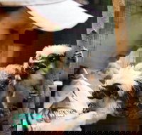 Animal Training and Conditioning - September - SA Accommodation