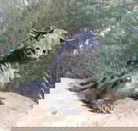 Bathurst Arts Trail - SA Accommodation