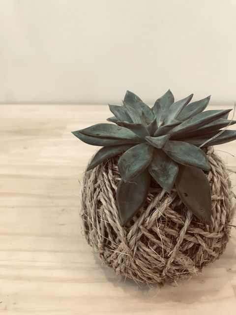 Kokedama Workshop - SA Accommodation 0