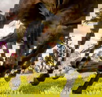 Night Markets and Race Day - SA Accommodation