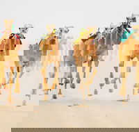 The Quirindi Camel Cup - SA Accommodation