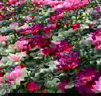 2020 Woolmers Estate Festival of Roses - SA Accommodation