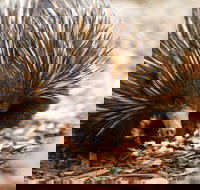 Aussie Wildlife Course - July/August/September - SA Accommodation