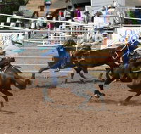 Dalgety Team Penning - SA Accommodation