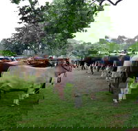 Dorrigo Agricultural Show - SA Accommodation