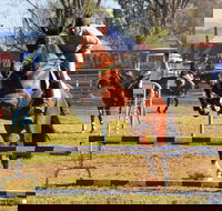 Glen Innes Pastoral and Agricultural Show - SA Accommodation
