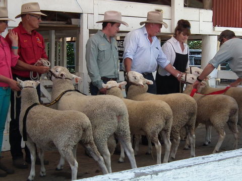 Glen Innes Pastoral And Agricultural Show - SA Accommodation 2