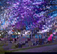Grafton Jacaranda Festival - SA Accommodation