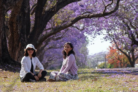 Grafton Jacaranda Festival - SA Accommodation 1