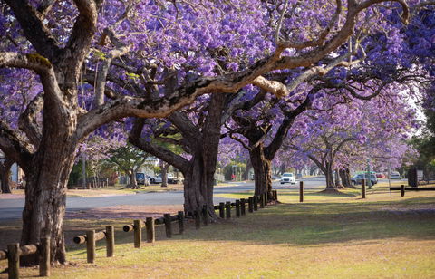 Grafton Jacaranda Festival - SA Accommodation 2