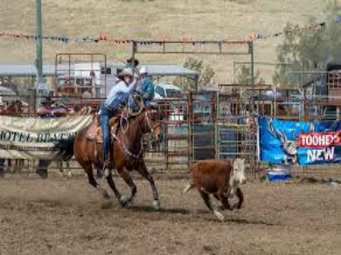 Gresford  Campdraft And Rodeo - SA Accommodation 1