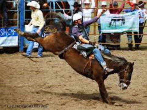 Gresford  Campdraft And Rodeo - SA Accommodation 2