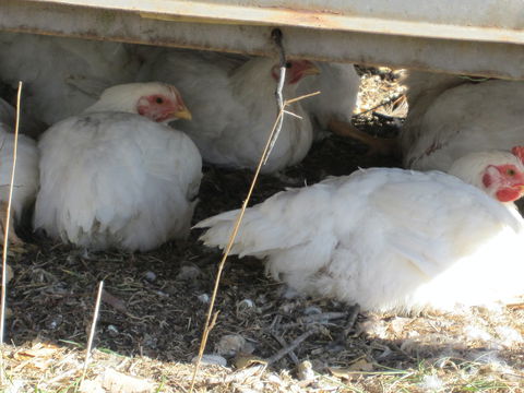 Keeping Healthy Backyard Chickens - SA Accommodation 5