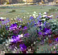Riverina Iris Farm Open Garden and Iris Display - SA Accommodation