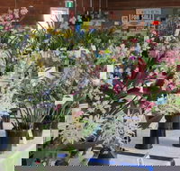 Sapphire Coast Orchid Club Spring Orchid Show - SA Accommodation