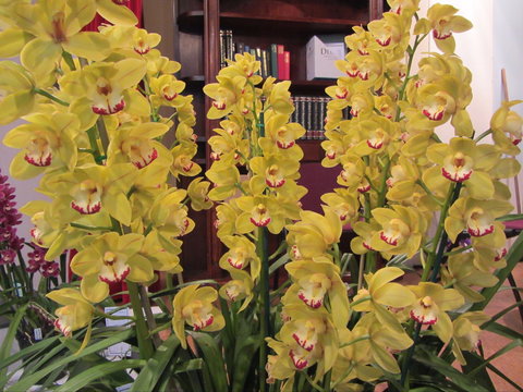 Sapphire Coast Orchid Club Winter Orchid Show - SA Accommodation 0
