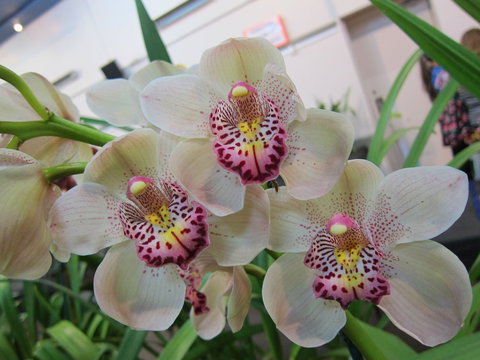 Sapphire Coast Orchid Club Winter Orchid Show - SA Accommodation 1