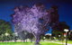 Adelaide Parklands Art Prize  Finalists Exhibition & Sale 2020 - thumb 0