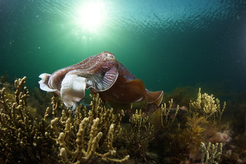 Cuttlefish Diving & Snorkeling EVERYDAY May -August - SA Accommodation 0
