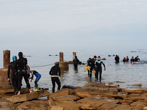 Cuttlefish Diving & Snorkeling EVERYDAY May -August - SA Accommodation 1