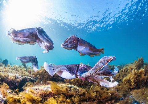 Cuttlefish Diving & Snorkeling EVERYDAY May -August - SA Accommodation 2