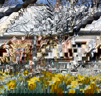 Daffodils at Rydal - SA Accommodation