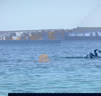 Jervis Bay's Sydney to Hobart Experience - SA Accommodation