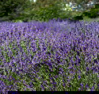 Lavender Herb and Chilli Festival - SA Accommodation