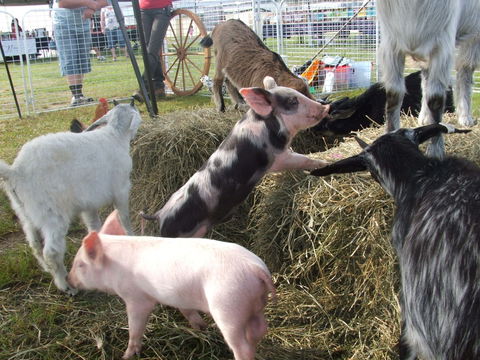 Primex Field Days - Online Virtual Event - SA Accommodation 2