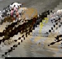 Twilight Greyhound Racing - SA Accommodation
