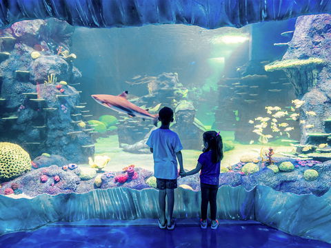 Sydney's Aquarium - SA Accommodation 1