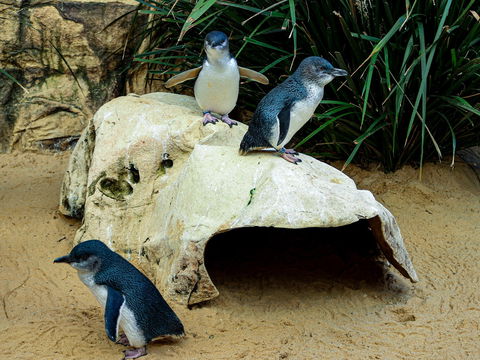 Sydney's Aquarium - SA Accommodation 2