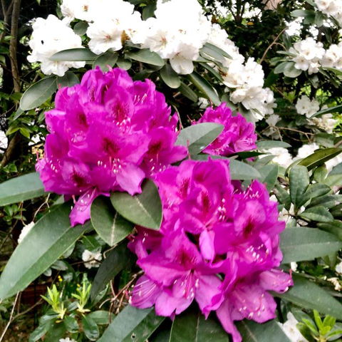 Aldgate Creek Cottage Bed & Breakfast - SA Accommodation 5