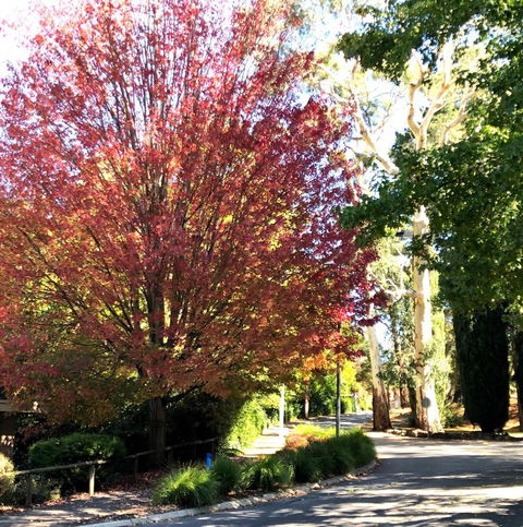 Aldgate Creek Cottage Bed & Breakfast - SA Accommodation 2