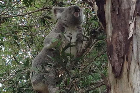 Maleny Country Cottages - SA Accommodation 5