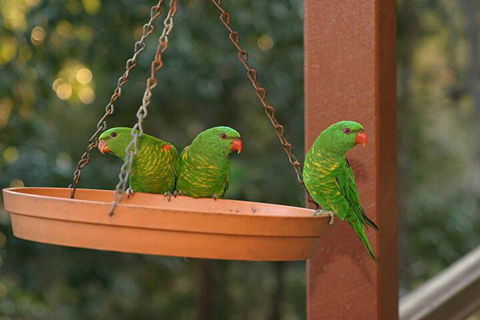 Maleny Country Cottages - SA Accommodation 1