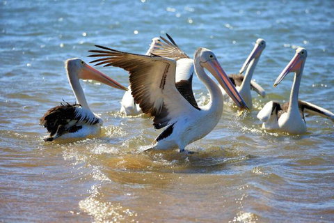 Alva Beach Tourist Park - SA Accommodation 4