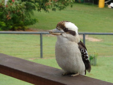 Eumundi Cottages Cottage 1 - SA Accommodation 3