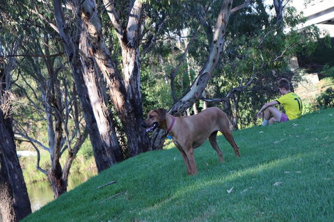 Bridge Motel Wellington - SA Accommodation 1