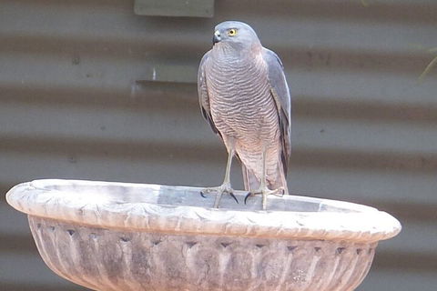 Kathys Place Bed And Breakfast - SA Accommodation 3