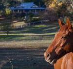 Historic Oak Hill House Estate Truffle Gourmet Festival Region - SA Accommodation