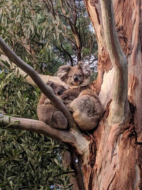 Kangaroo Manor - SA Accommodation 2