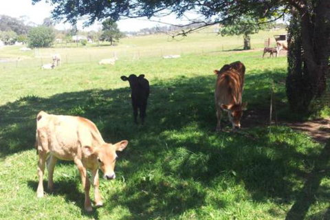 Appin Homestay B & B - SA Accommodation 2