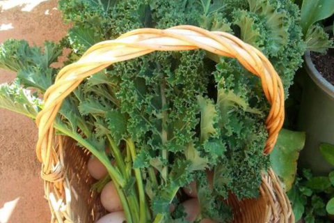 Appin Homestay B & B - SA Accommodation 4