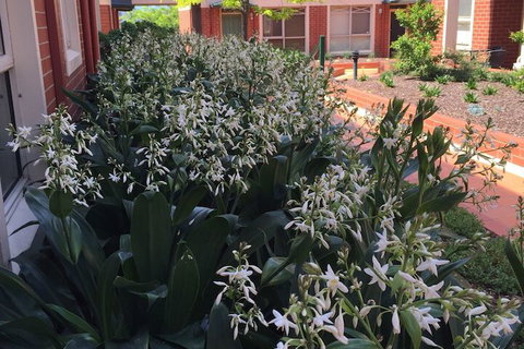 Australian Home Away At Box Hill 2 Bedroom - SA Accommodation 1