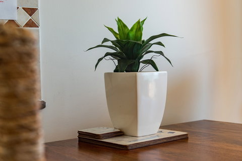 Airlie Dream - SA Accommodation 4