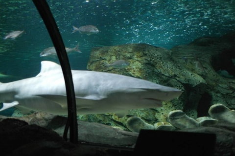 A19 Darling Harbour 2 BDR APT - SA Accommodation 4