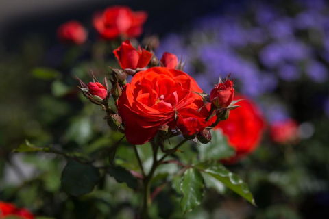 Willows Motel - SA Accommodation 5